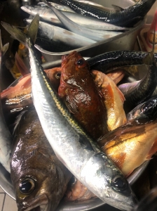 居酒屋タコ一 料理3